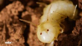 nadir sinek turunun maske takarak termit yuvalarina girdigi kesfedildi L1xxvSNu