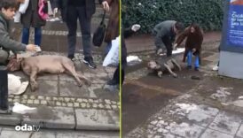 besiktasta kaldirimda yuruyen kopek elektrik akimina kapildi GOj54xX8