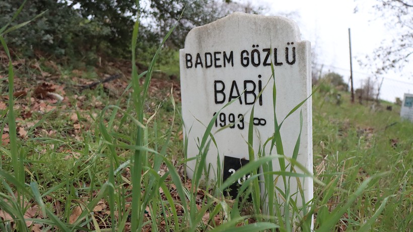 bursada evcil hayvan mezarligi yurek burkan goruntuler 1 d4vLifsV