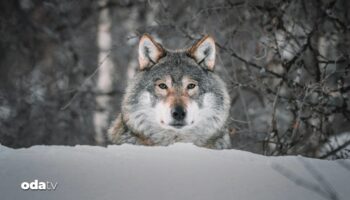 ingilterede karbon saliminin onune gecmek icin kurtlar devreye sokulacak hFTgT4Oe