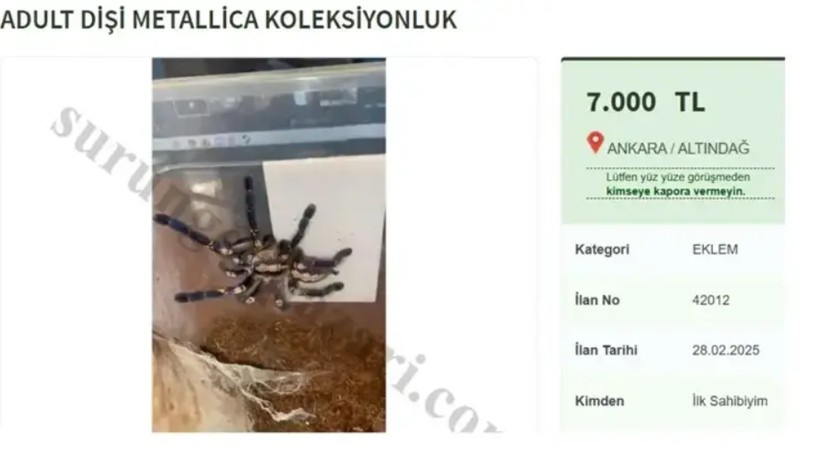 internette tarantula satisi cezasi 60 bin tl 0 1cFA6wPj