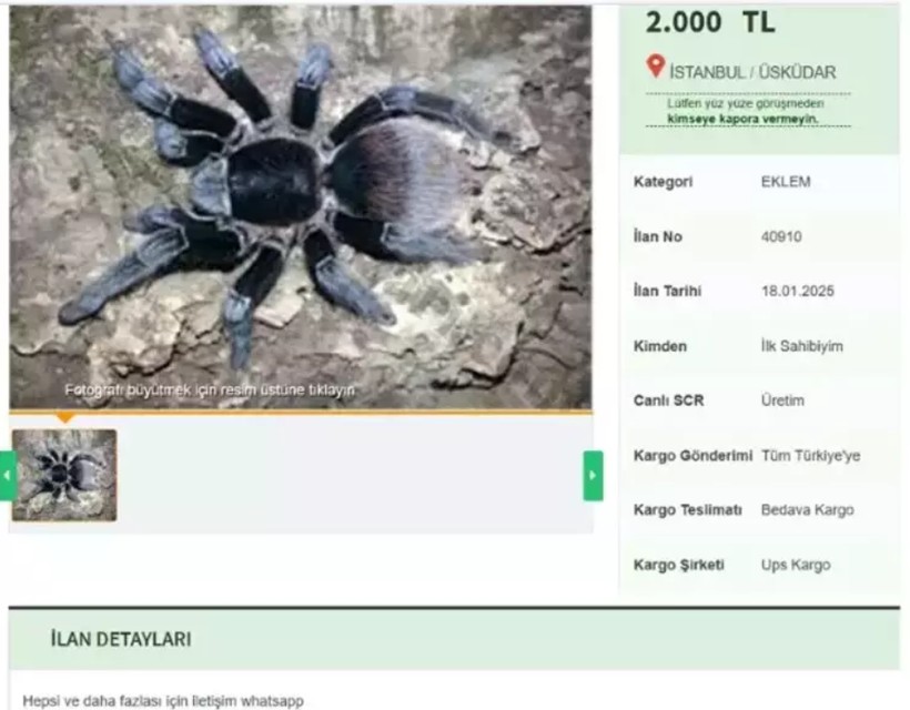internette tarantula satisi cezasi 60 bin tl 1 iL6Rc9v3
