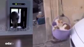 isvecli luks kapili kediyle sepetli kedi kiyaslandi bizimkisi daha samimi XM3drVNj