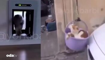 isvecli luks kapili kediyle sepetli kedi kiyaslandi bizimkisi daha samimi XM3drVNj