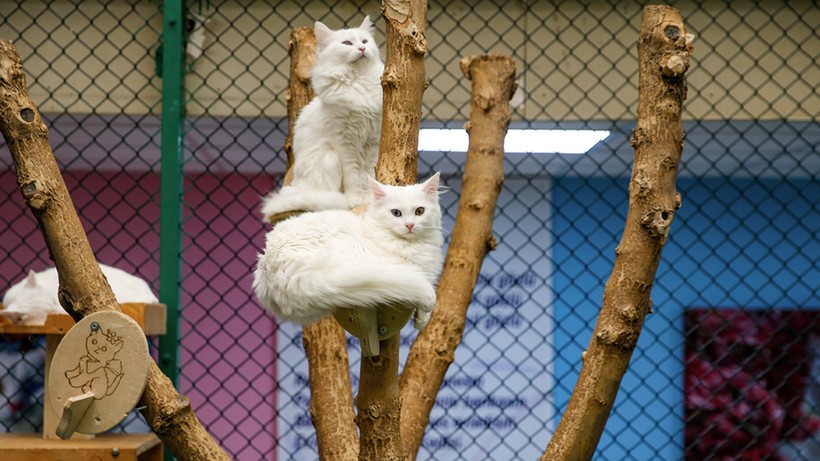 kedi villasina buyuk ilgi 200 bin ziyaretci 1 lbyYjZ32
