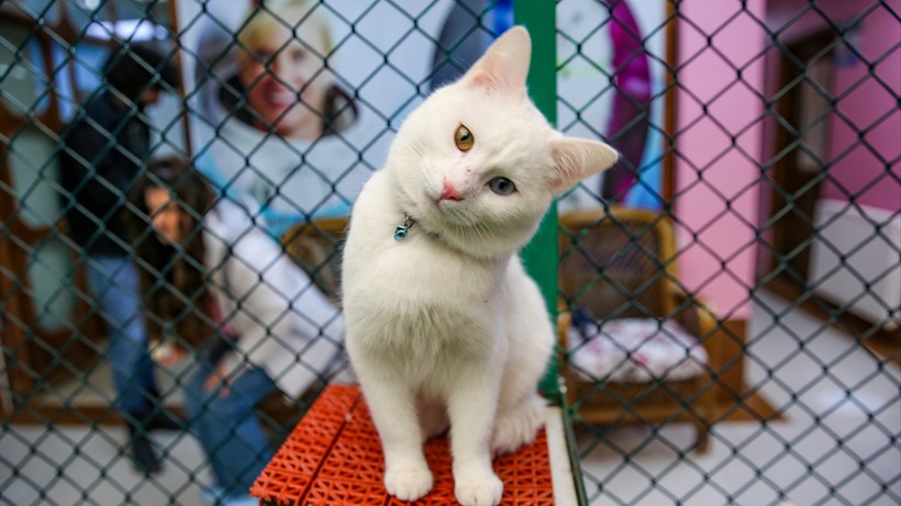 kedi villasina buyuk ilgi 200 bin ziyaretci 2 TeJmt4BZ