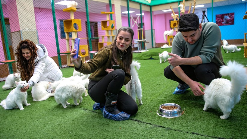 kedi villasina buyuk ilgi 200 bin ziyaretci 3