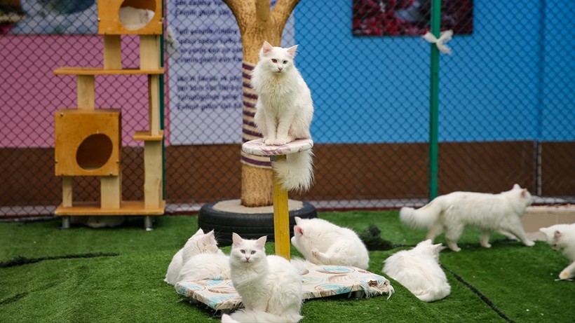 kedi villasina buyuk ilgi 200 bin ziyaretci 4 pkHkaTdZ