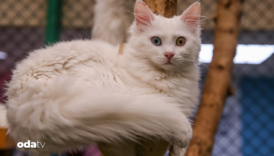 kedi villasina buyuk ilgi 200 bin ziyaretci wrRpSFa1