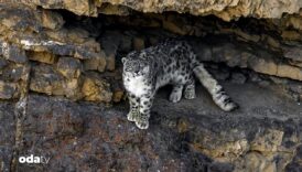 nepalde ciftciler kar leoparlari icin caydirici isik kullandi MvH4IDzA