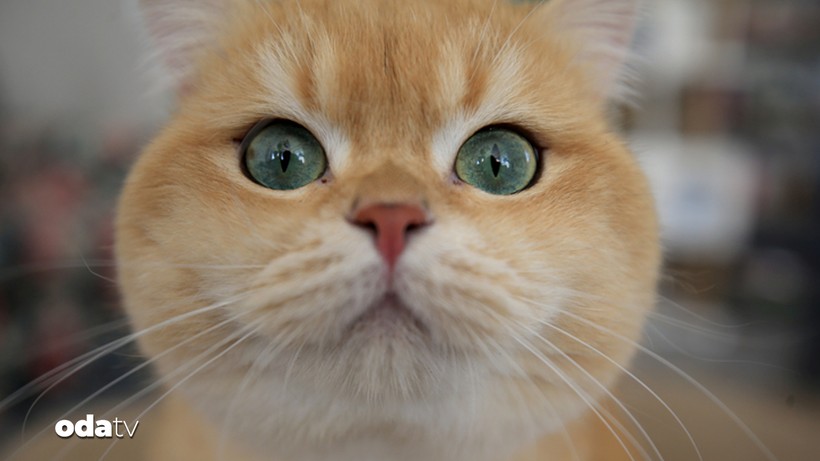 turkiyenin en yaygin kedi turleri iste o liste 0 wnhmIhTM