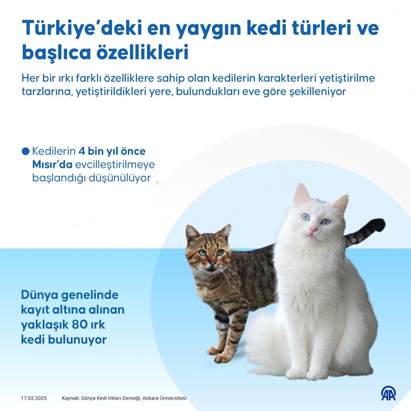 turkiyenin en yaygin kedi turleri iste o liste 1 a5wltiyQ