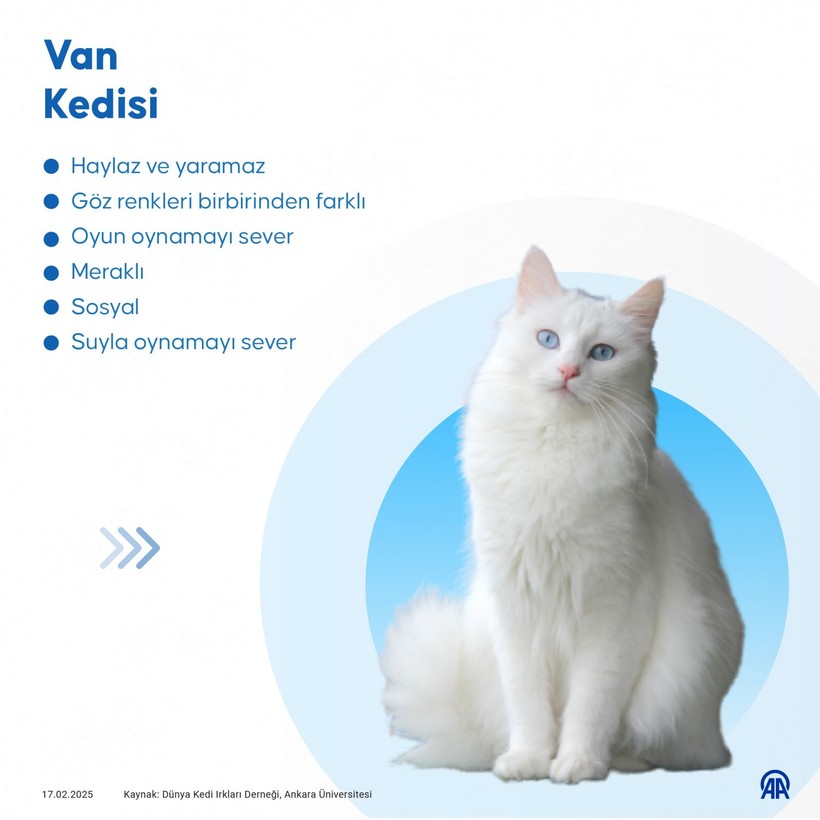 turkiyenin en yaygin kedi turleri iste o liste 2 emGjkWM2