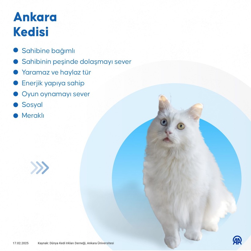 turkiyenin en yaygin kedi turleri iste o liste 3 fuiWU3Dh