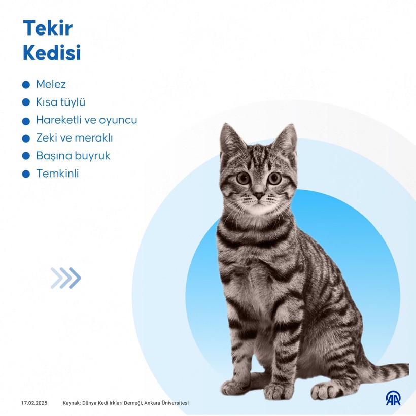 turkiyenin en yaygin kedi turleri iste o liste 4 EPSfnha6