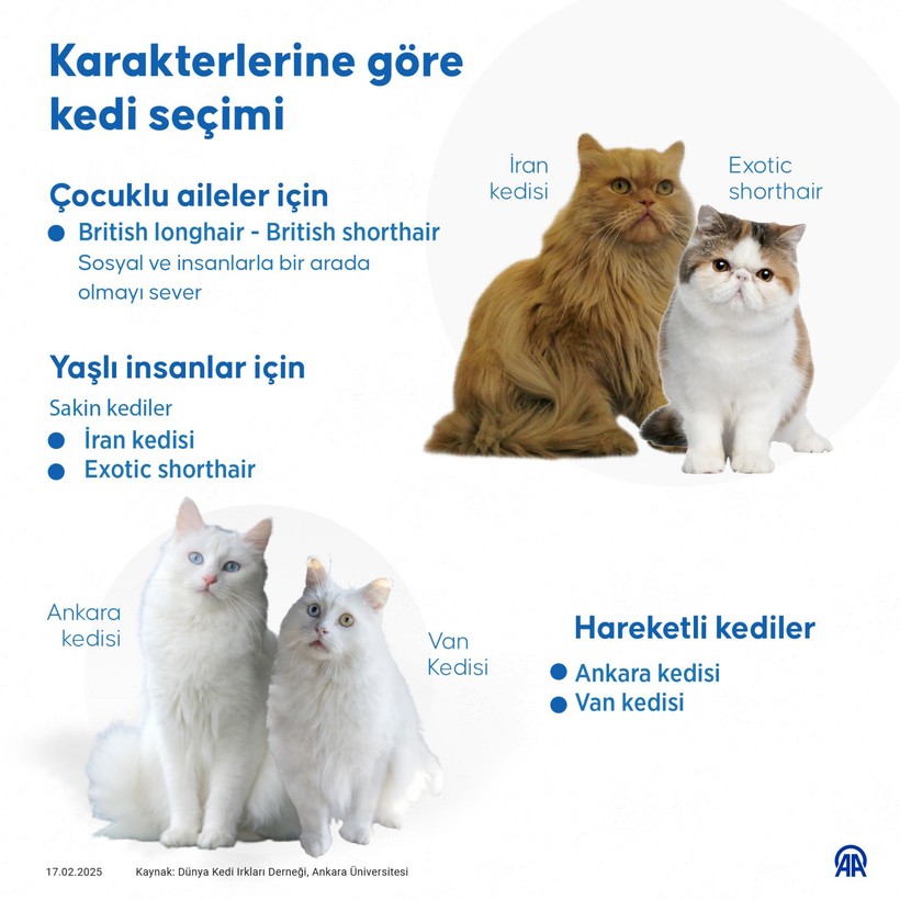 turkiyenin en yaygin kedi turleri iste o liste 5
