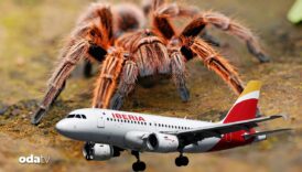 ucaga giren tarantula ucus sirasinda pilotu isirdi RcqZG8QO