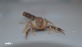 yaptigi calismalarda yeni bir akrep turu kesfederek soyadini verdi 9na45TDH
