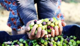 ayvalik zeytinyaginda dev adim fiyati borsa belirleyecek PbnFSBzd