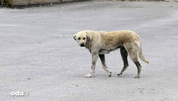 erzurumda ekmek almaya giderken sahipsiz kopeklerin saldirdigi cocuk agir yaralandi LVL4Eb5L