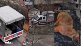 istanbulda kopek katliami coplerden topladilar pd9Jk9UO
