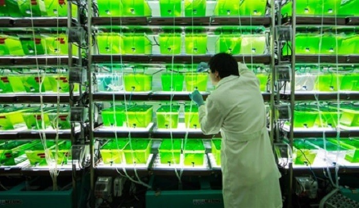 mavi ve beyaz yakalilara yeni alternatif yesil yaka araniyor ortalama maas 150 bin tl rhtp7nJK
