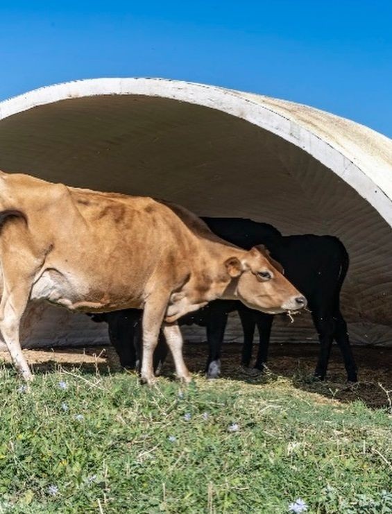 unlu yonetmen sanattan kazandi erzincanda ciftlik kurdu 5